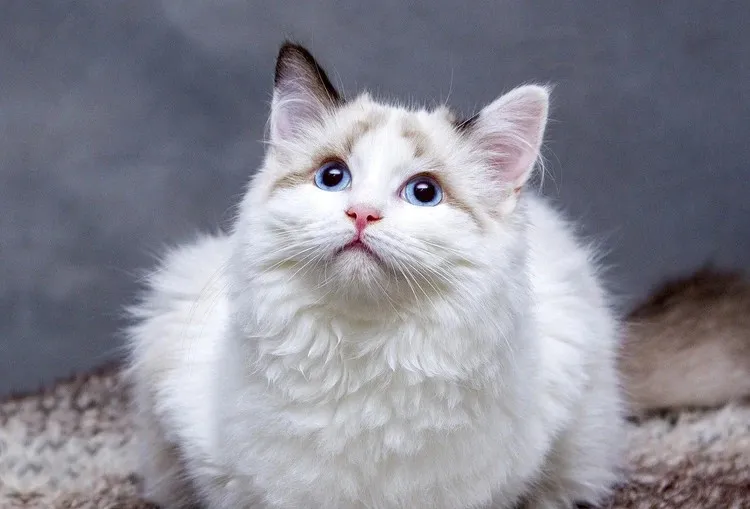 青い目の白猫。毛並みや食欲など気になるサインがある猫の飼い主様へ。予防型腎臓ケアサプリCK4C。